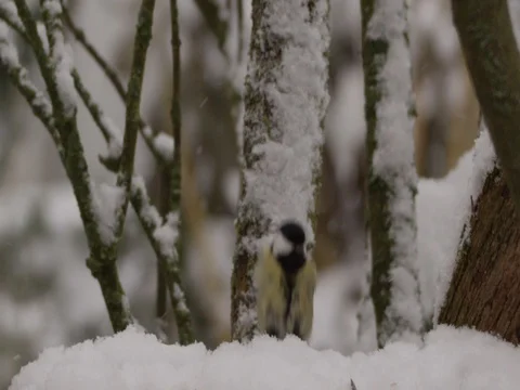 Great tit in winter - red epic footage Stock Footage 83424595