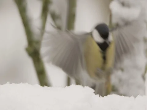 Great tit in winter - red epic footage Stock Footage 83438809