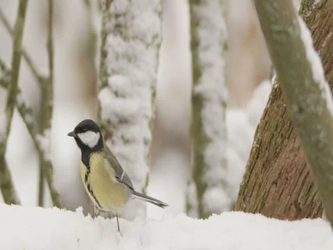 Great tit in winter - red epic footage Stock Footage 83441473