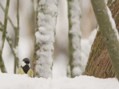 Great tit in winter - red epic footage Stock Footage 83441857