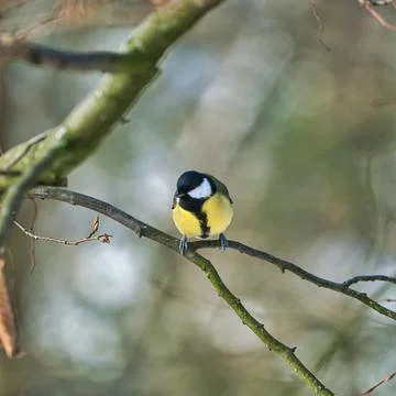 Great tit on winter tree Foto stock
