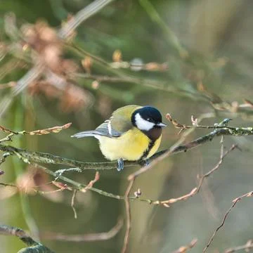 Great tit on winter tree Foto stock