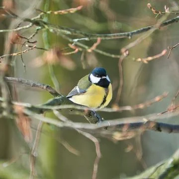 Great tit on winter tree Stock-Fotos