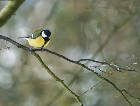 Great tit on winter tree Foto stock