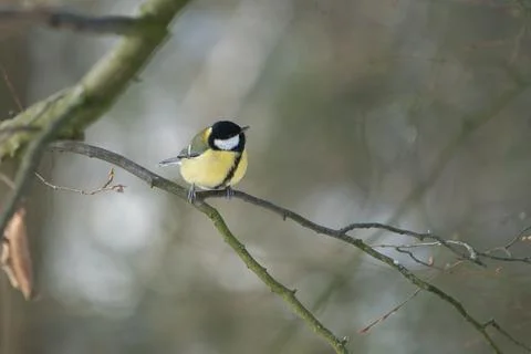 Great tit on winter tree Foto stock