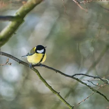 Great tit on winter tree Stock Photos