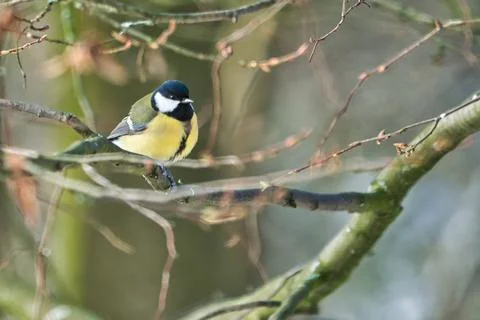 Great tit on winter tree Foto stock