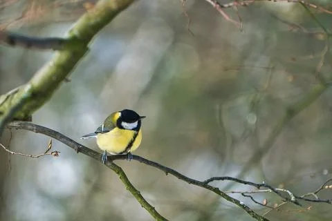 Great tit on winter tree Foto stock
