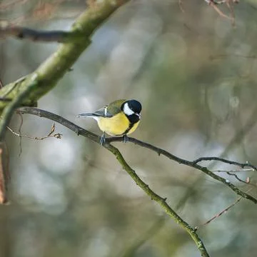 Great tit on winter tree Foto stock