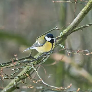 Great tit on winter tree Stock Photos