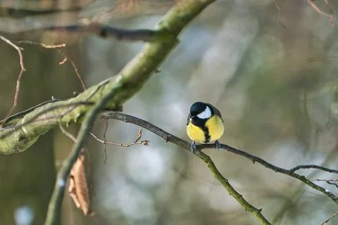Great tit on winter tree Stock Photos