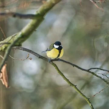Great tit on winter tree Foto stock