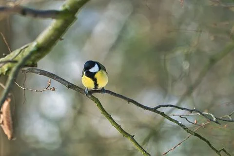 Great tit on winter tree Foto stock