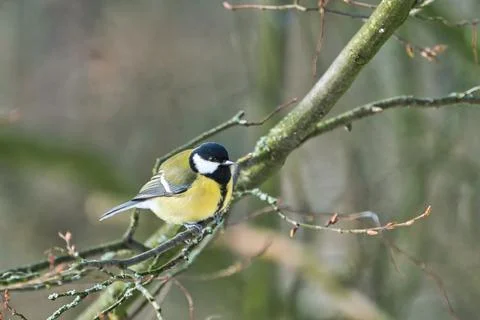 Great tit on winter tree Stock-Fotos