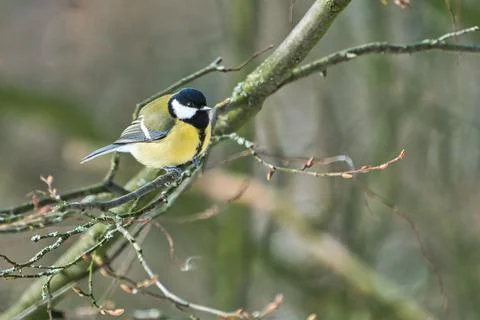 Great tit on winter tree Stock-Fotos