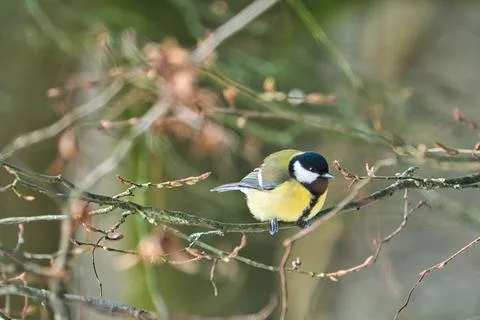 Great tit on winter tree Foto stock