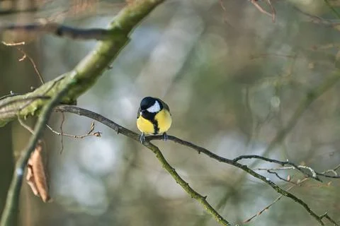 Great tit on winter tree Stock Photos