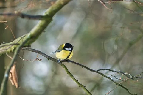 Great tit on winter tree Foto stock