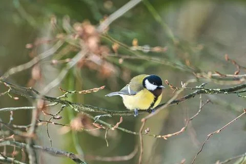 Great tit on winter tree Stock Photos