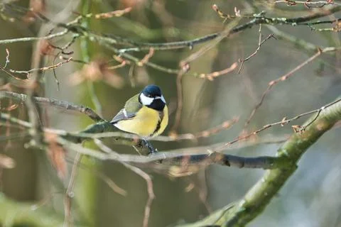 Great tit on winter tree Foto stock