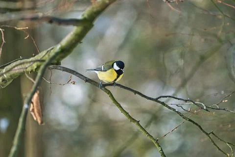Great tit on winter tree Stock-Fotos