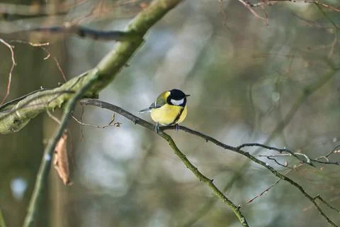 Great tit on winter tree Stock-Fotos