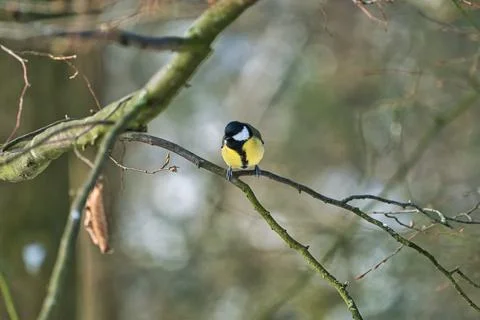 Great tit on winter tree Stock Photos