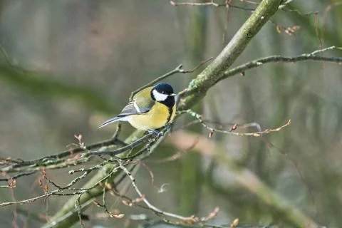 Great tit on winter tree Foto stock