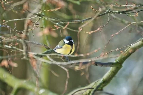 Great tit on winter tree Stock Photos