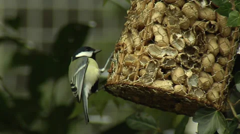 Great titmouse eating Stock Footage 39126962