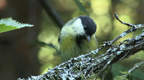 Great titmouse Stock Footage 27429260
