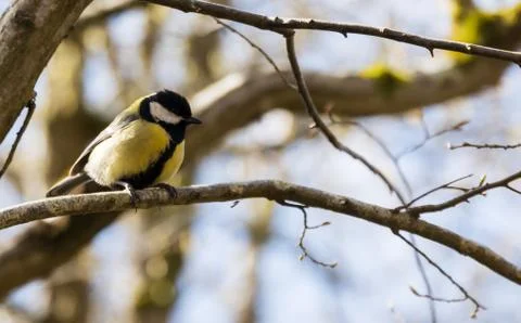 Great titmouse Foto stock
