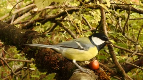 Great Tits And Falling Hazelnut, wild camera, viltkamera, Stock Footage 140687951