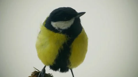 Great tits close up fight Stock Footage 60794161