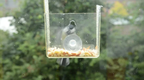 Great tits in feeder Stockbeeldmateriaal 29661674