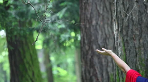 Great tits, small delicate birds eating seeds, old man's hand, feeding, nature Stock Footage 48514444