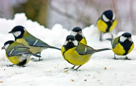 Great tits  in winter Stock Photos