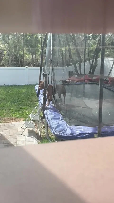 The Great Trampoline Escape Stock Footage 313292155