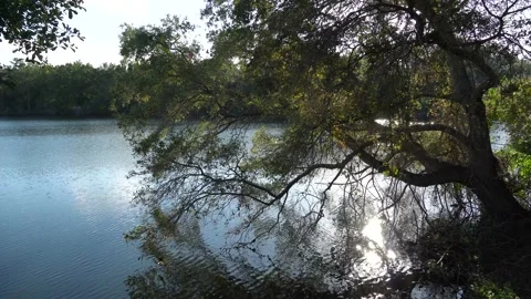 Great Tree Hanging over Edge of Tropical Pond Stock Footage 166115193