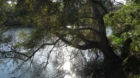 Great Tree Hanging over Edge of Tropical Pond Stock Footage 166115444