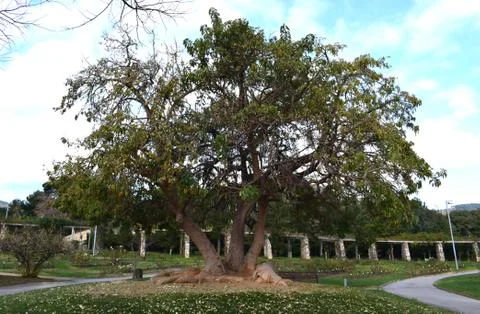 Great tree Stock Photos