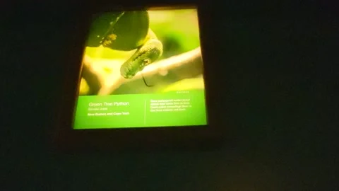 Great Tree Python Signage Stockbeeldmateriaal 165000460