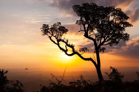 Great tree on sunset Stock Photos