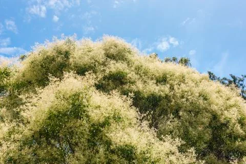 A great tree top under the sky Stock Photos