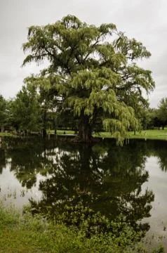 Great tree on the water of a river, the reflection of a large green tree on a Stock Photos