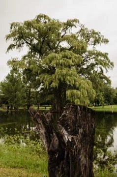 Great tree on the water of a river, the reflection of a large green tree on a Stock Photos