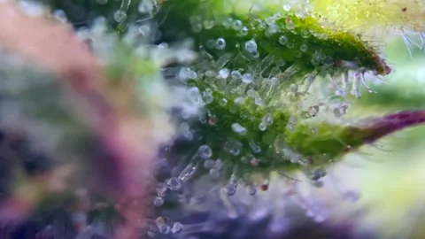 Great Trichomes thc Cannabis cbd marijuana under microscope zoom close up Drug Vídeos de archivo 252040733