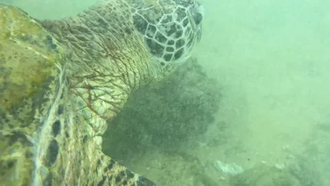 A great turtle hunt Video stock 178580546