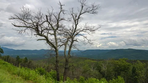 Great Valley Overlook Dead Tree Timelapse Stock Footage 247990017
