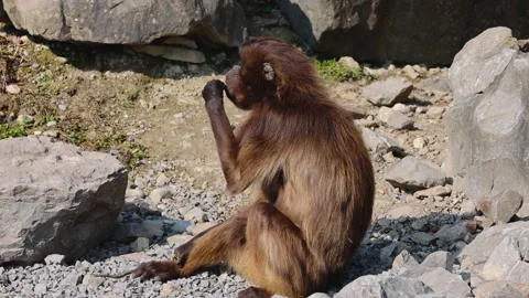 A great video that a gelada monkey took up close. A portrait video. 動画素材 220946339